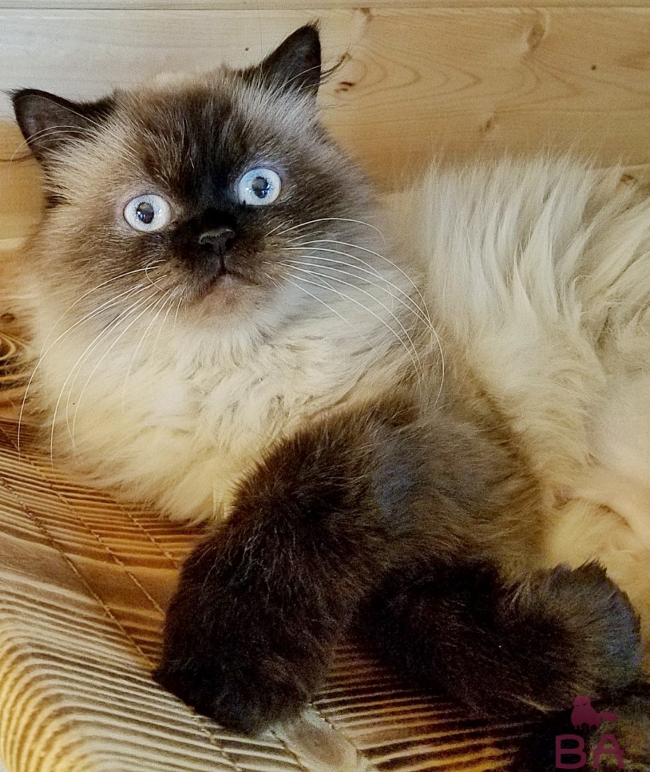 Гималайская кошка