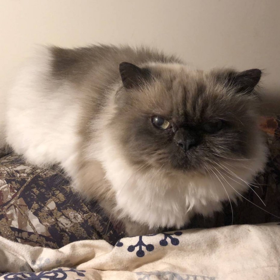 Кот гималайской породы