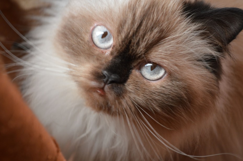 Гималайская кошка