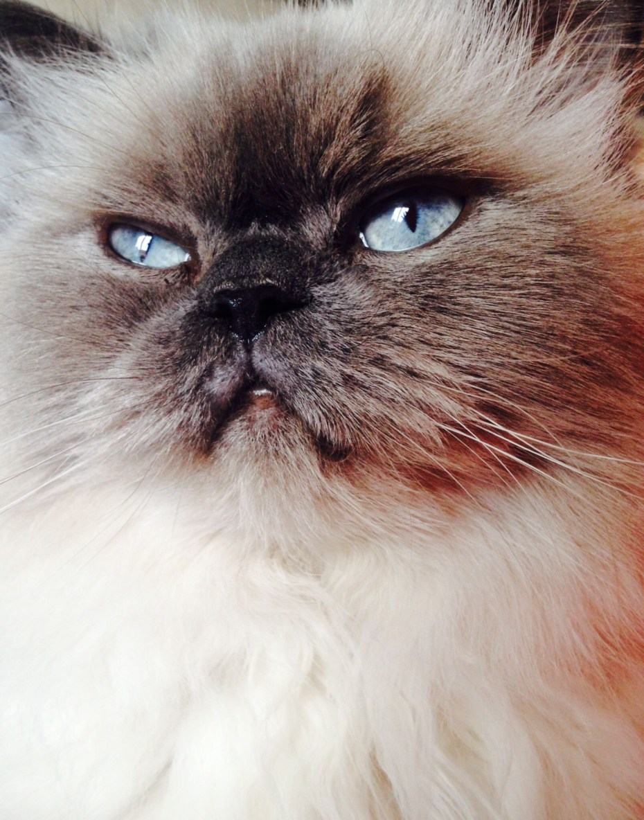 Гималайская Персидская кошка