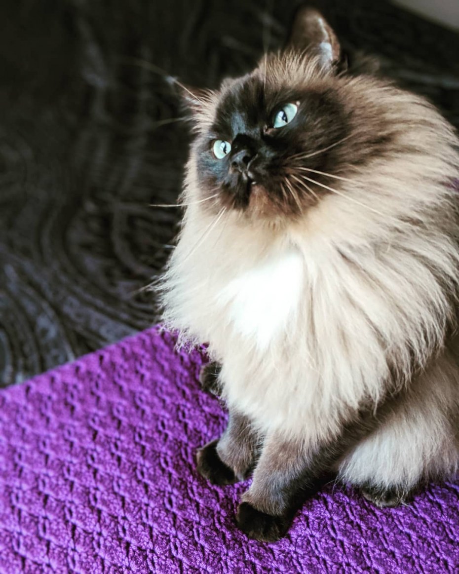 Кот гималайской породы