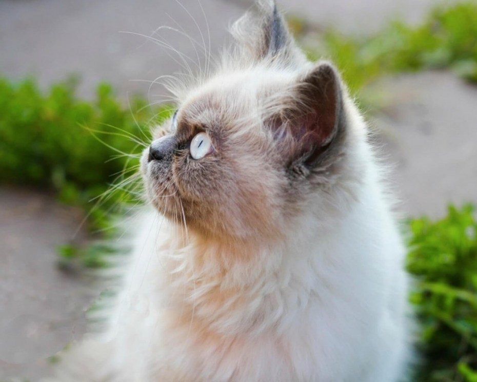 Гималайская голубая кошка