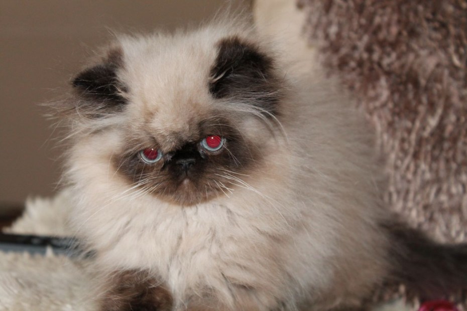Гималайская кошка