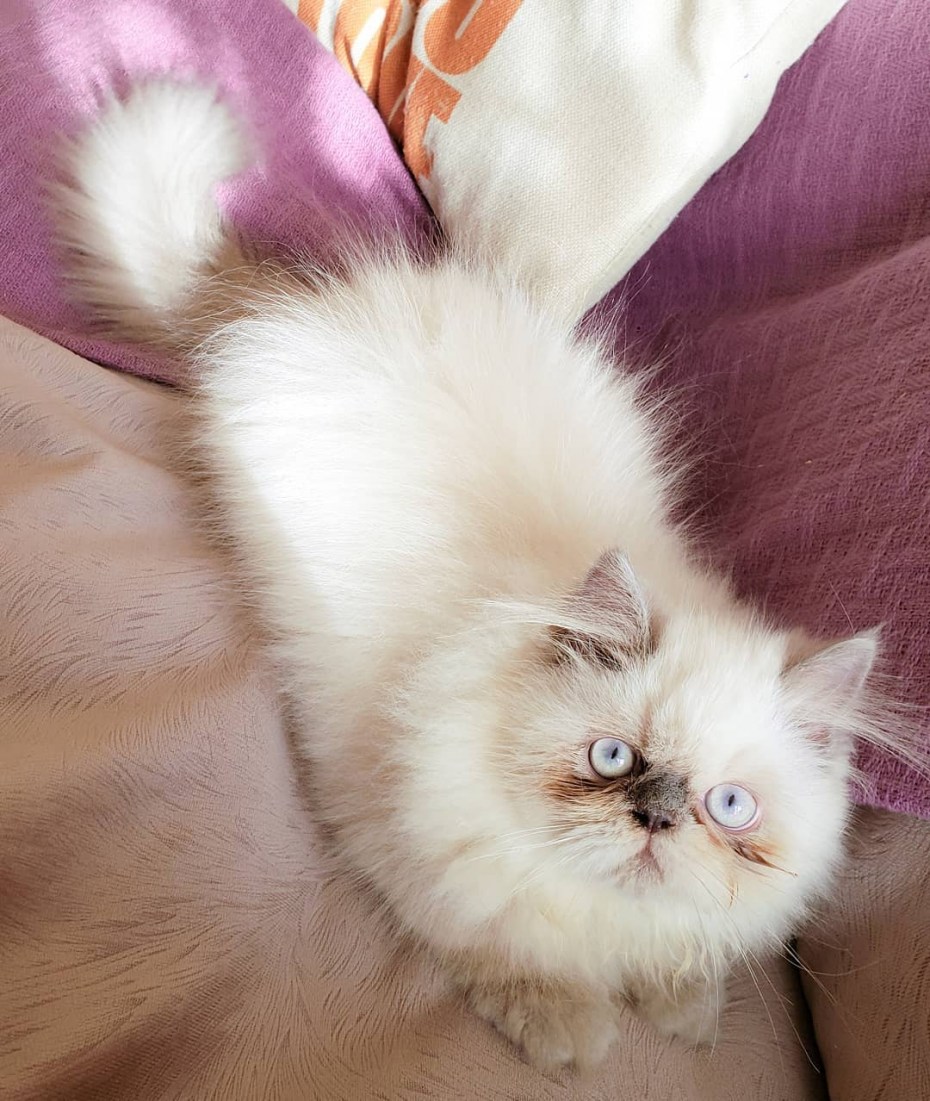 Гималайская гималайская кошка