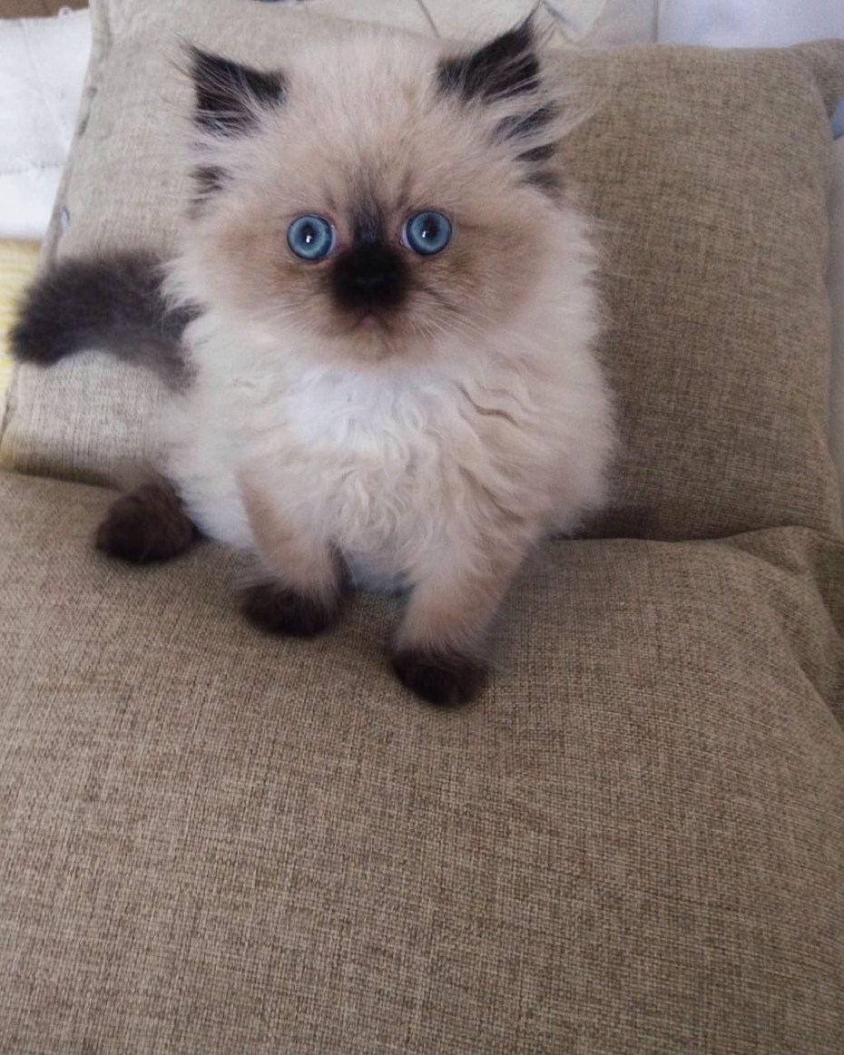 Гималайская кошка котенок