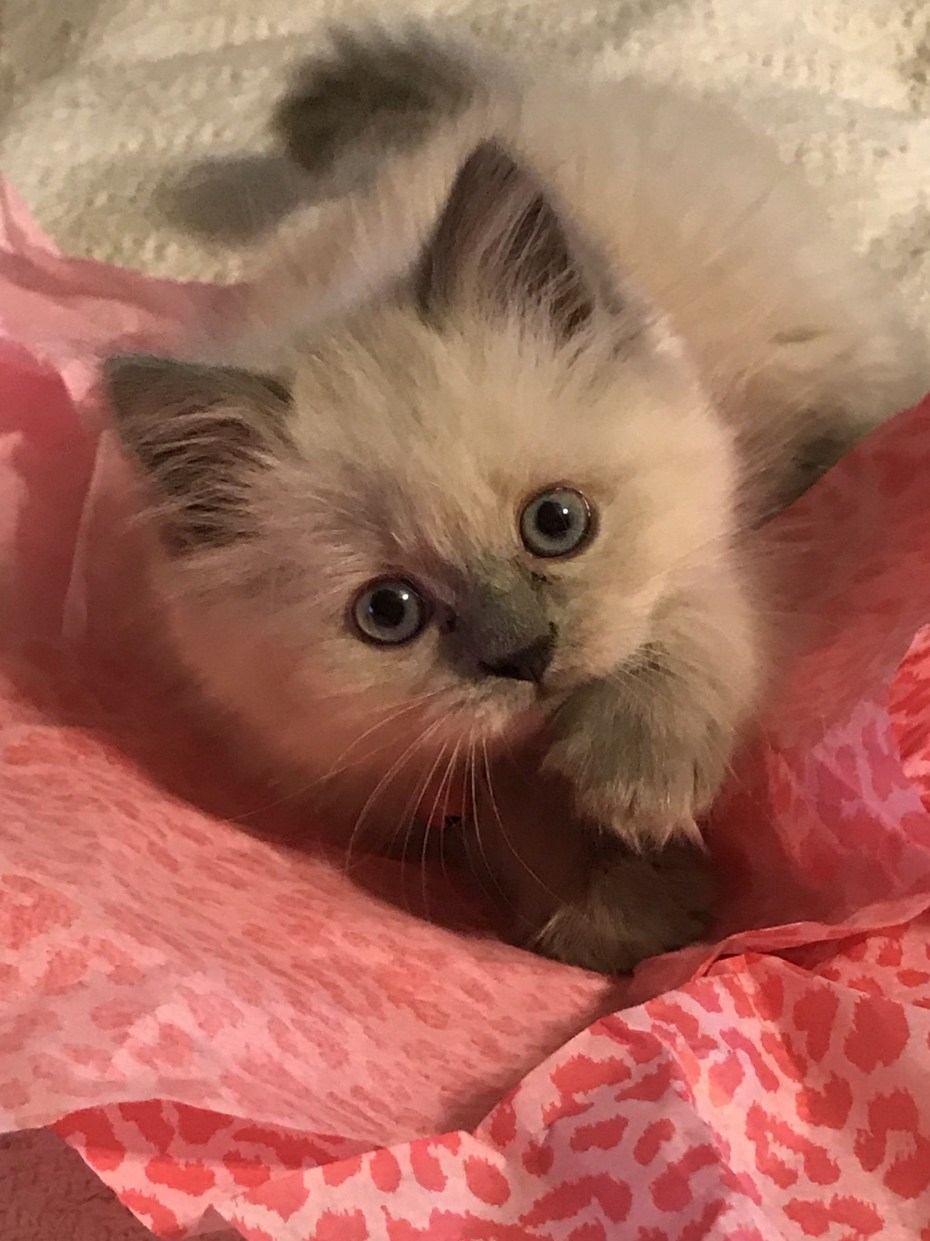 Гималайский кот