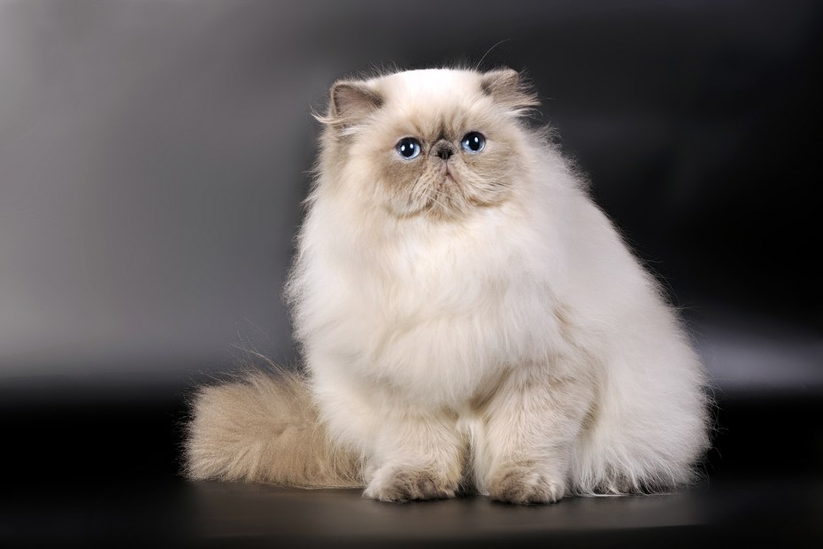 Гималайская Персидская кошка