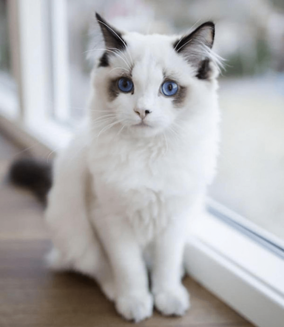 Белая кошечка