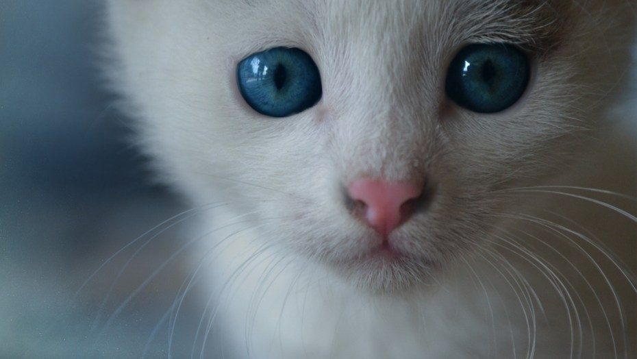 Кошка белая