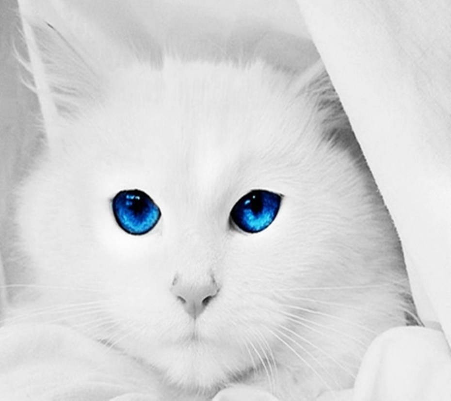 Кошка с ярко голубыми глазами