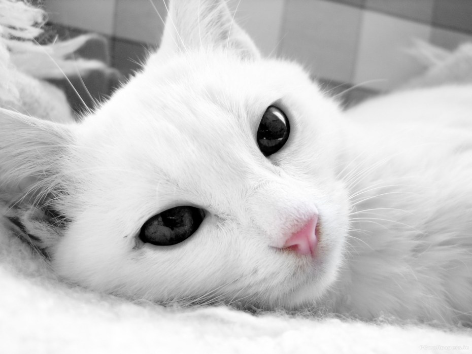 Красивая белая кошка