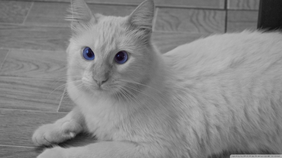 Котики с небесно синими глазами