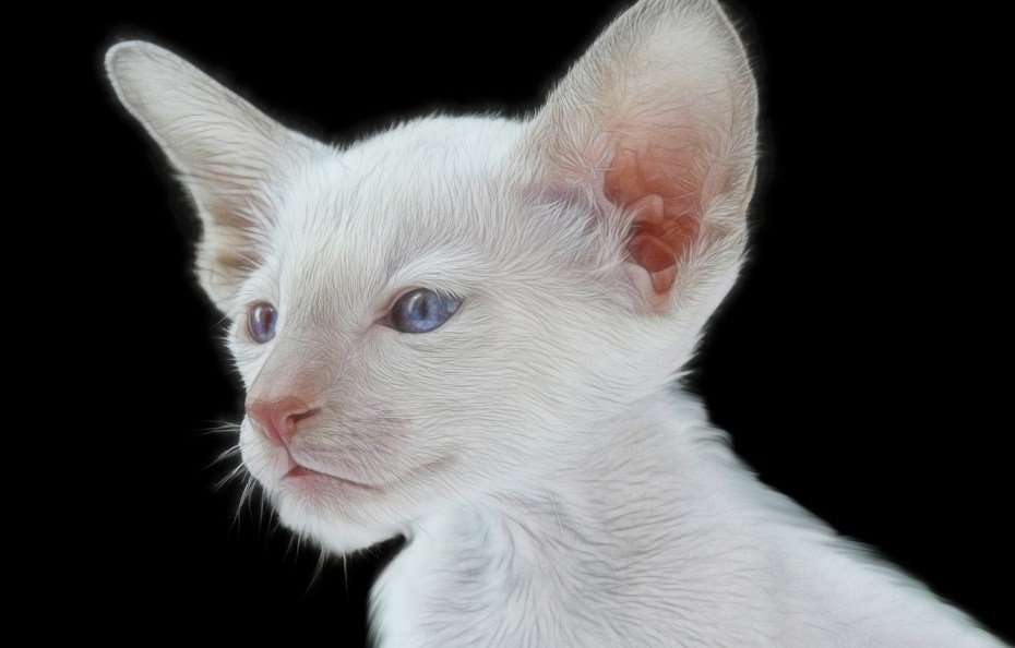 Красивые котики