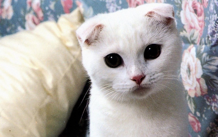 Шотландская вислоухая кошка черная с белым