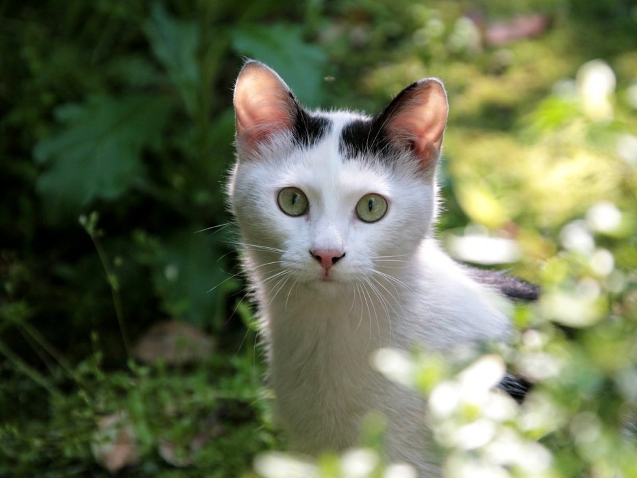 Сиамская шиншилла кошка
