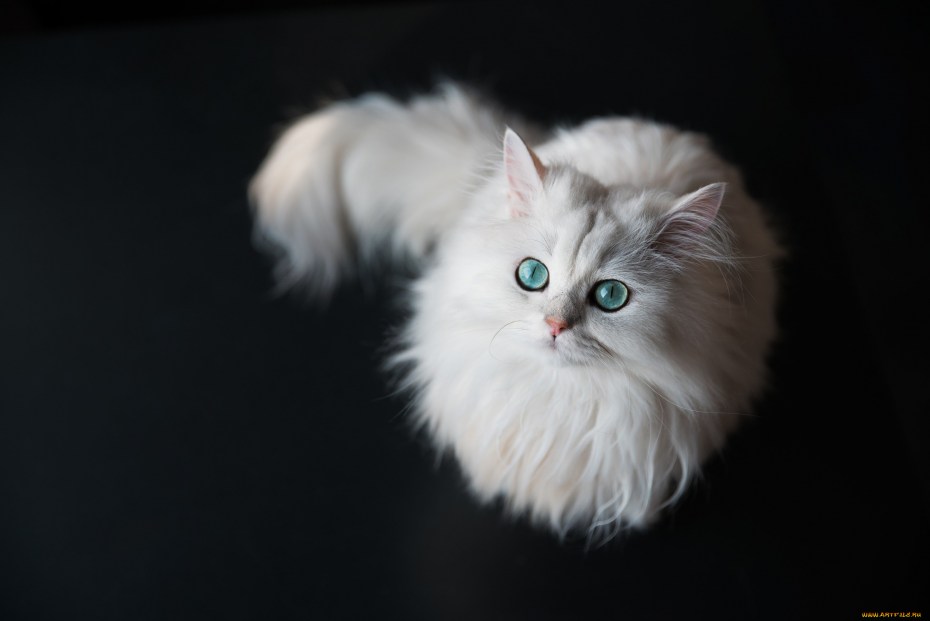 Кот британец альбинос