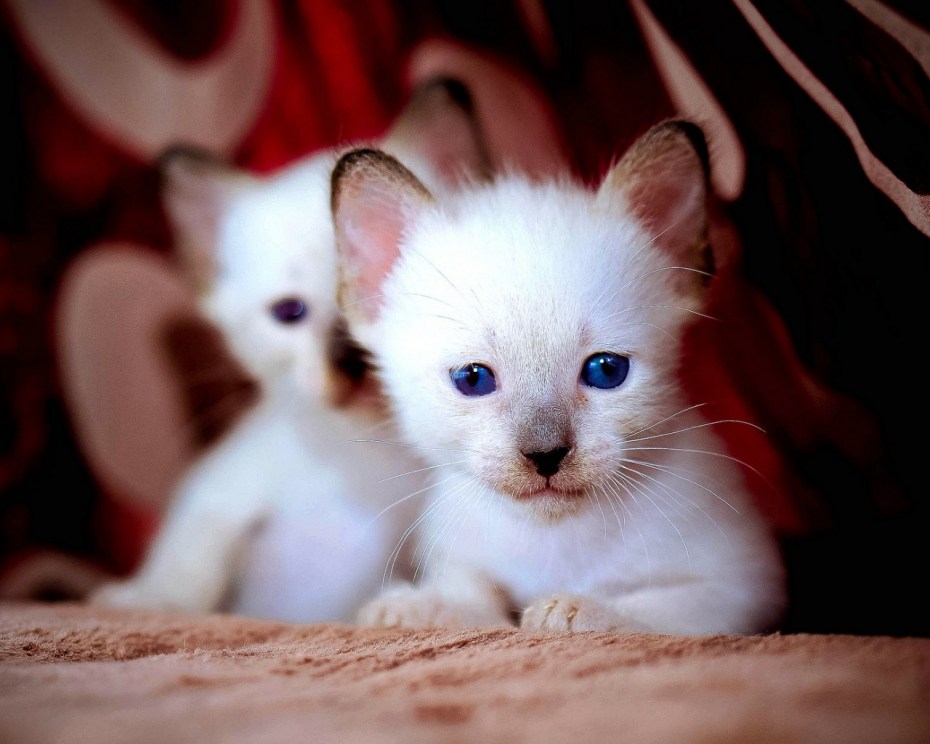 Коби кот