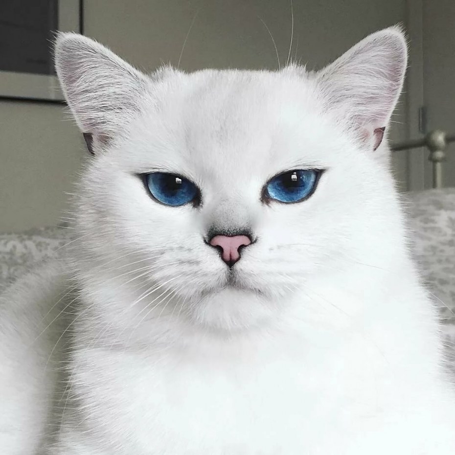 Белый кот с голубыми глазами