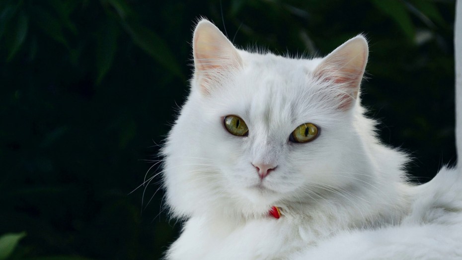 Котята русской белой кошки