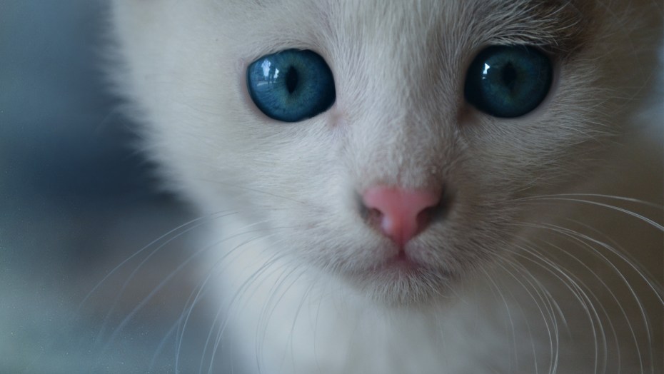 Кошка с голубыми глазами
