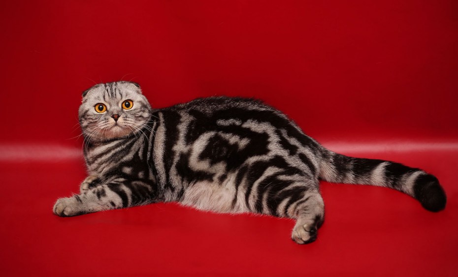 Шотландский короткошерстный кот