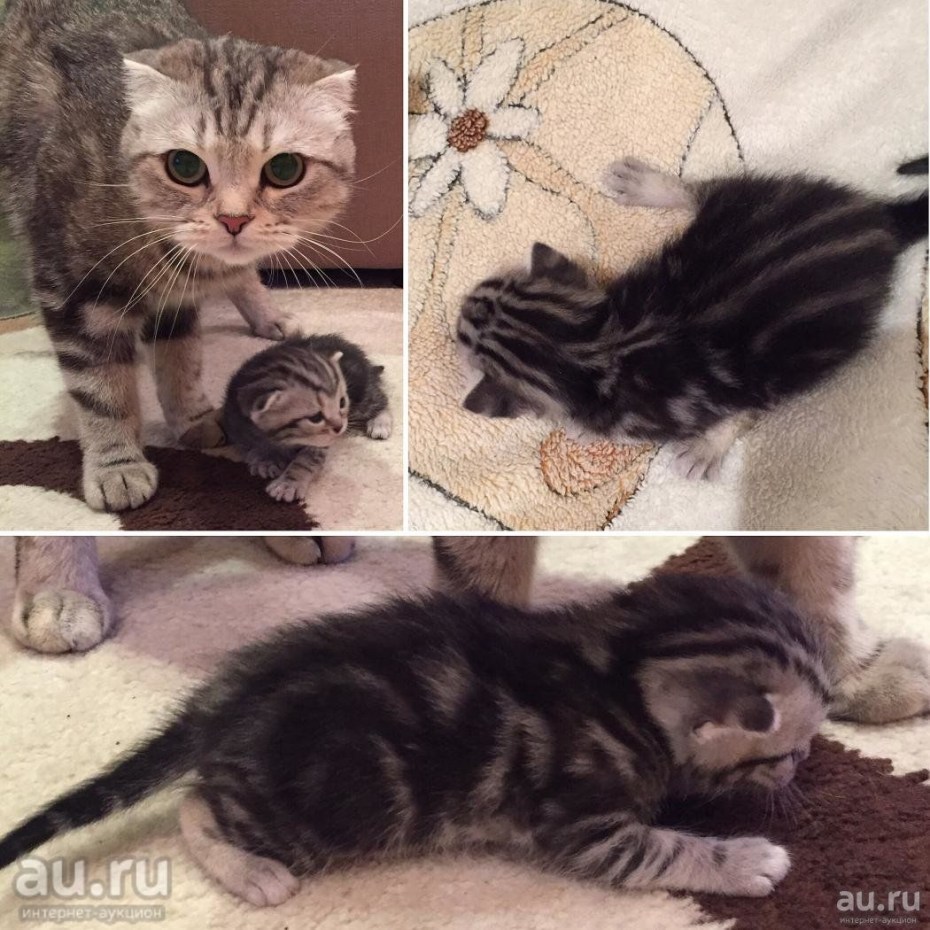 Черный мраморный шотландский котенок