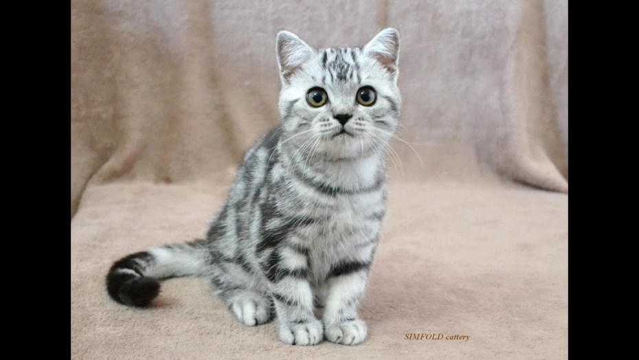 Шотландская прямоухая кошка мрамор на серебре