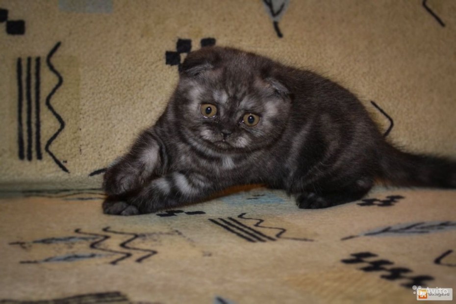 Скоттиш фолд дымчатый окрас