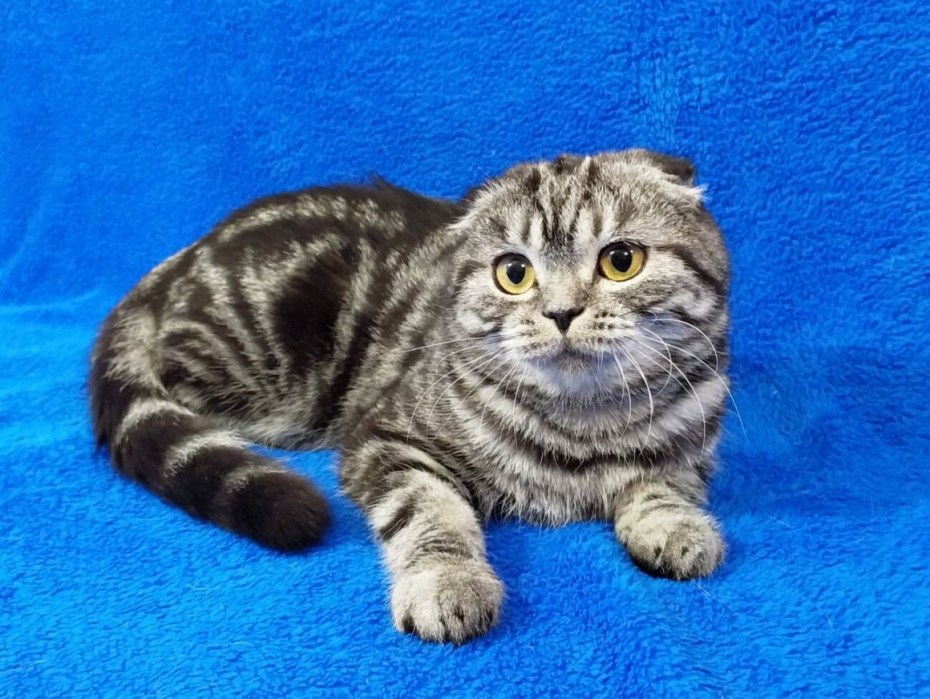 Шотландская вислоухая кошка мраморная