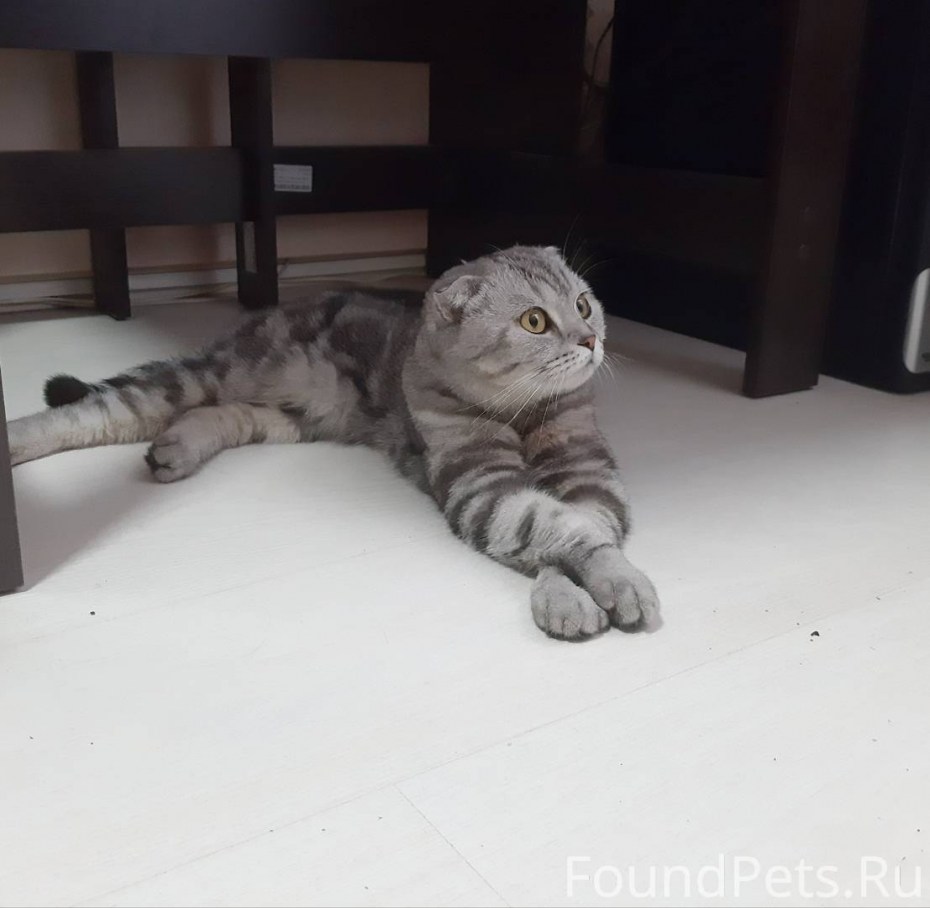 Скоттиш фолд вислоухий мраморный