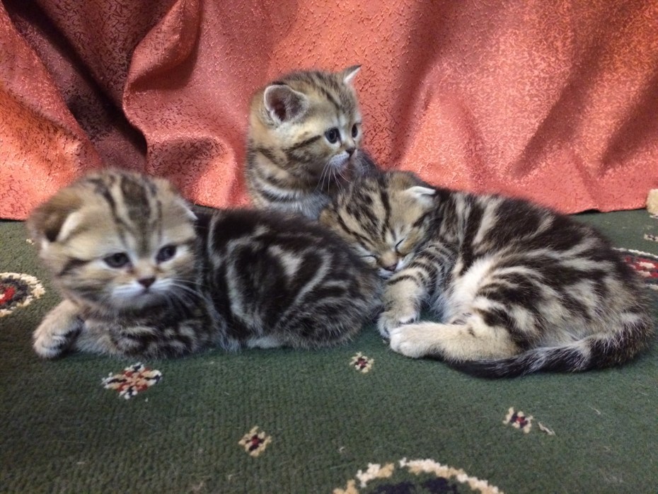 Шотландцы котята вислоухие 1 месяц мраморные