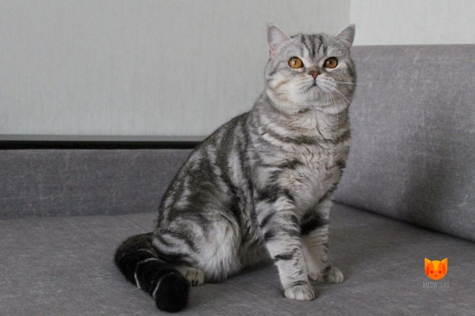Скоттиш страйт Браун мраморный