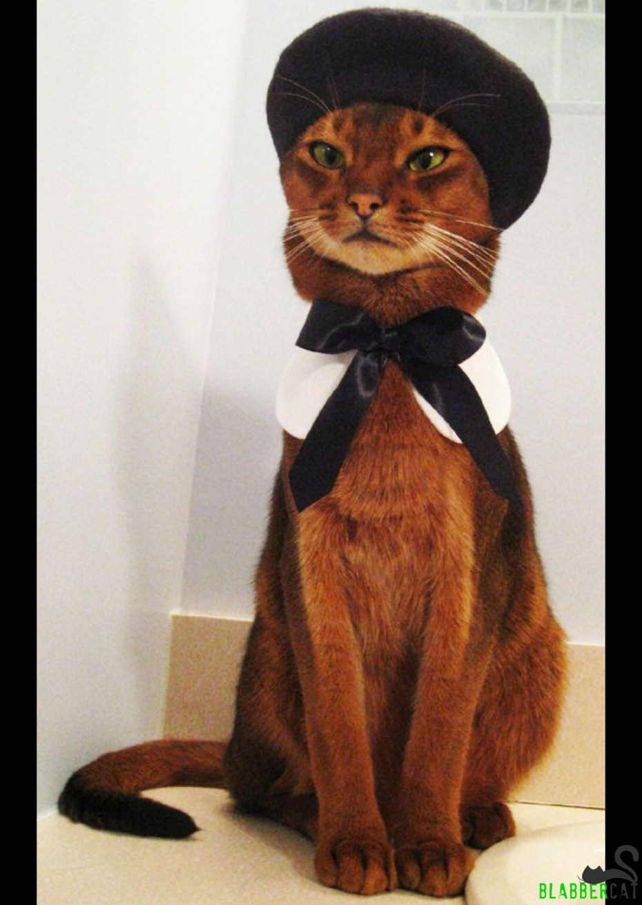 Кошка француженка