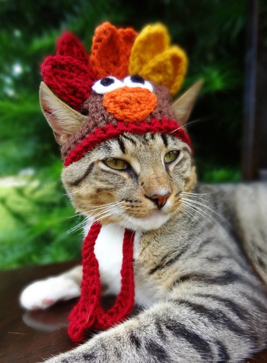 Шапочки для котиков