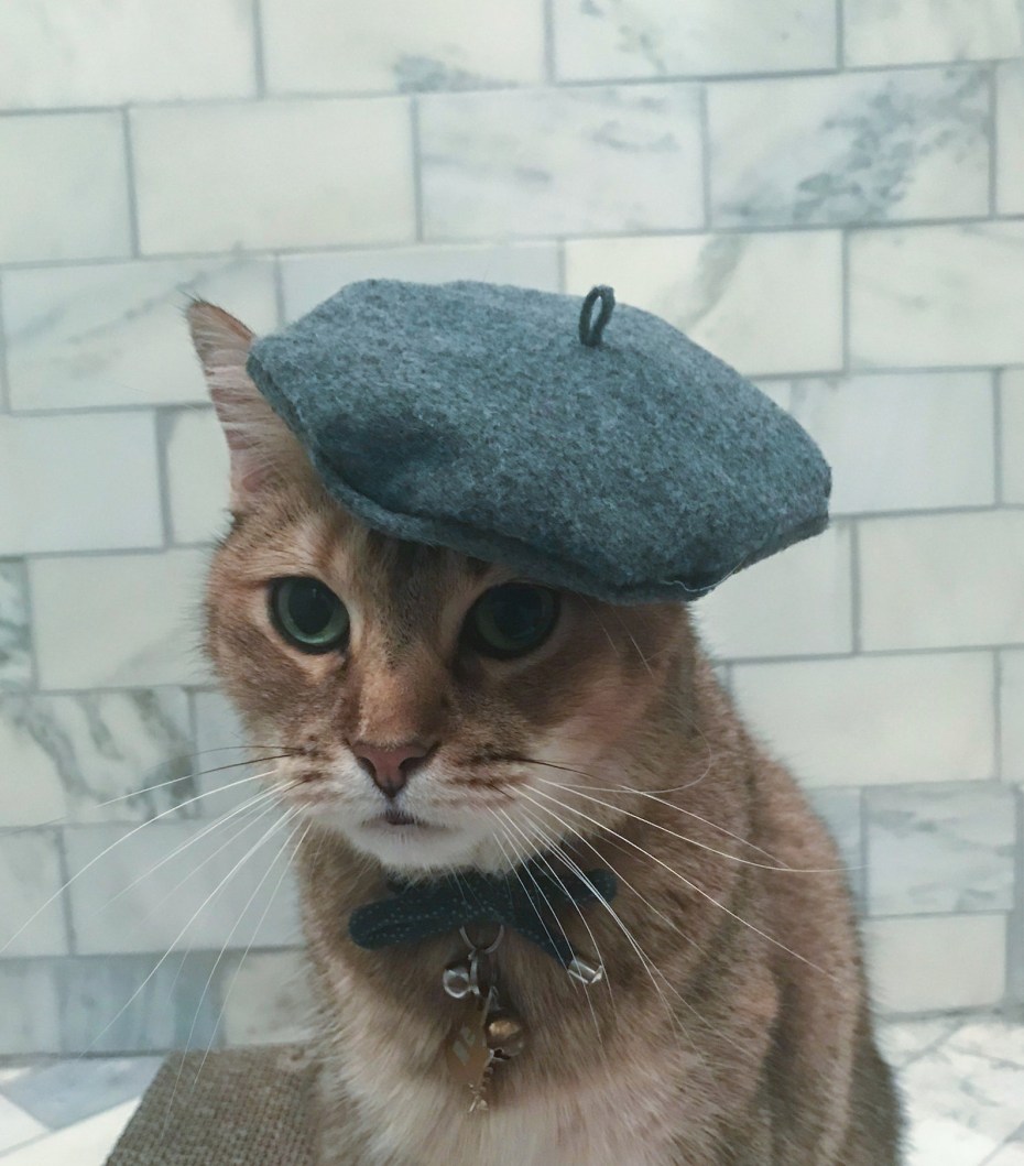 Кот в беретке
