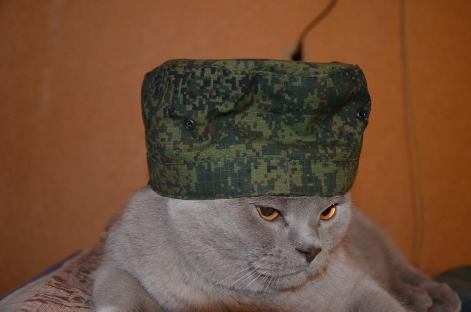 Кот солдат