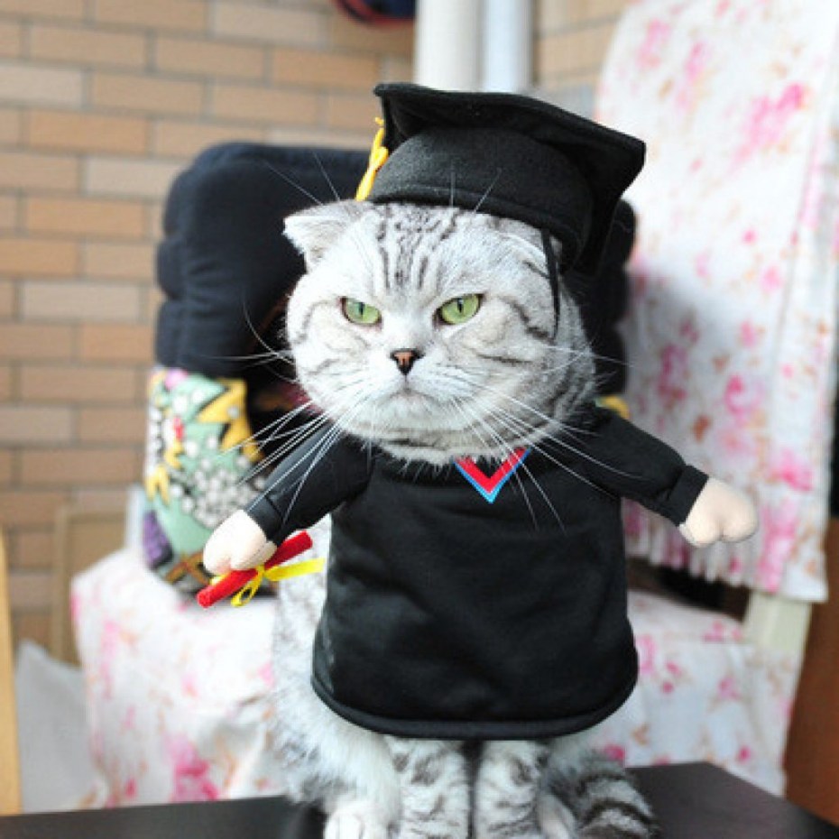 Кошка в шляпе