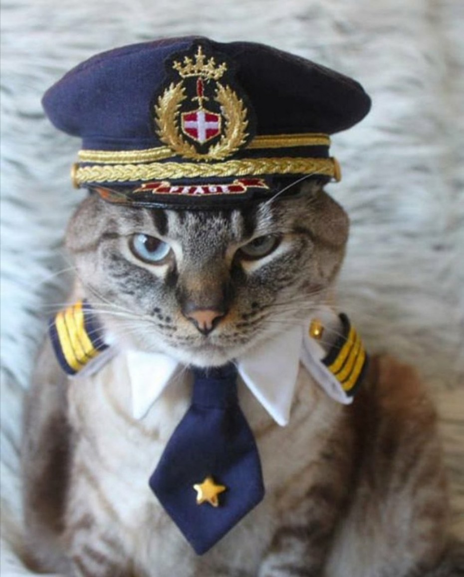 Кошка полиция