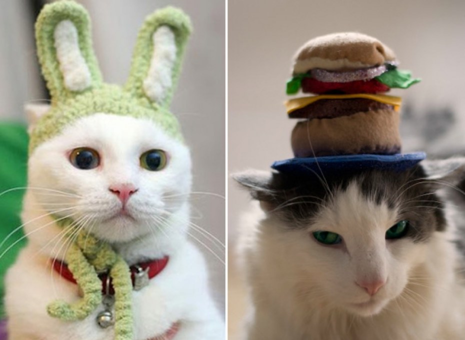 Котенок в костюме доктора