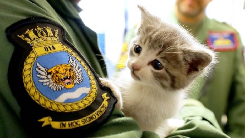 Кошка в военной форме