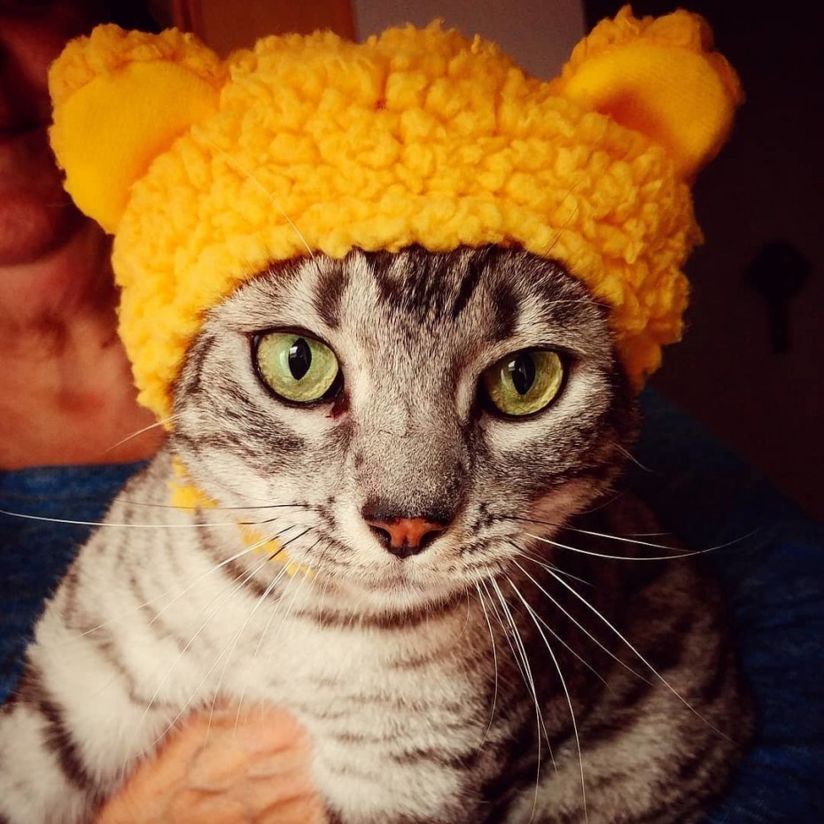 Рыжий кот в шляпе