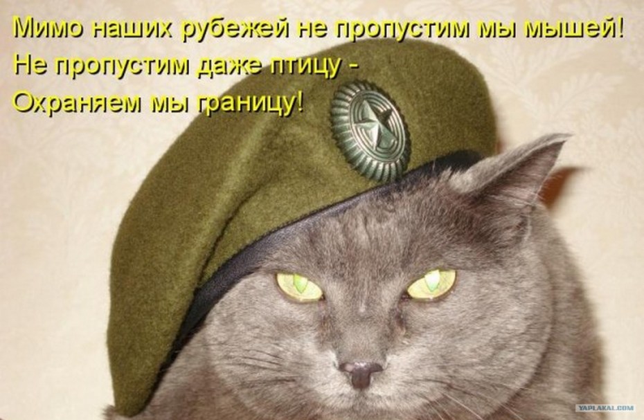 Кот в армии