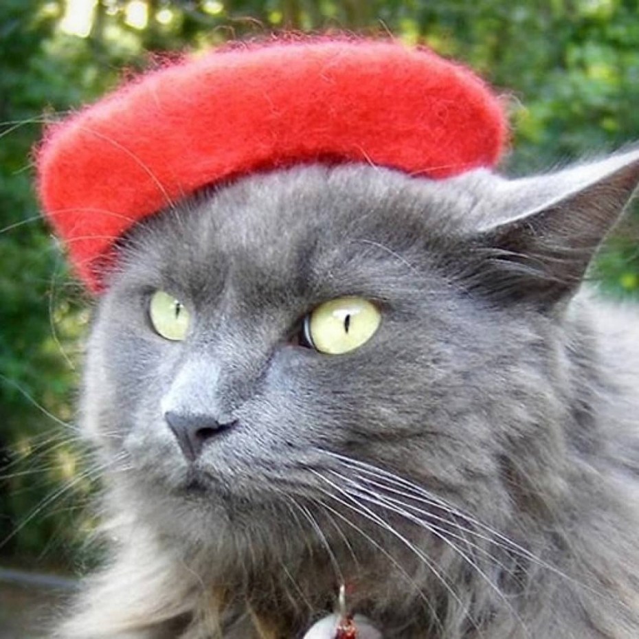 Берет для кошки
