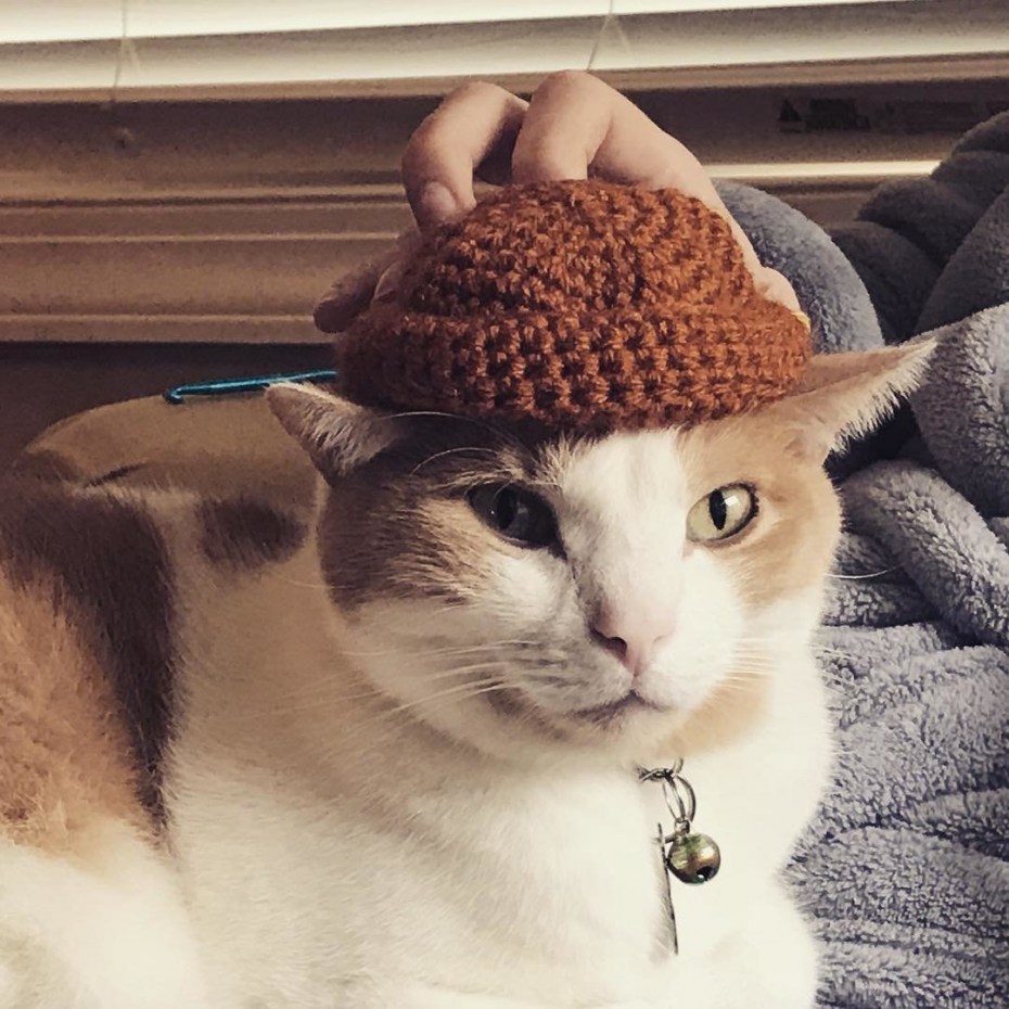 Коты в шапочках