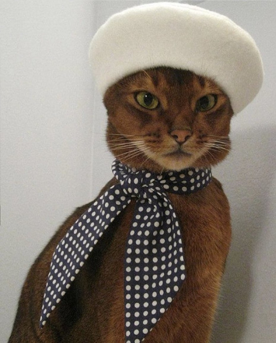 Прикольная одежда для котов