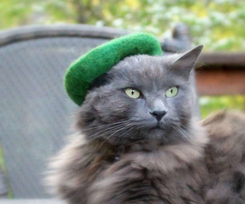 Кот в зеленой шапке