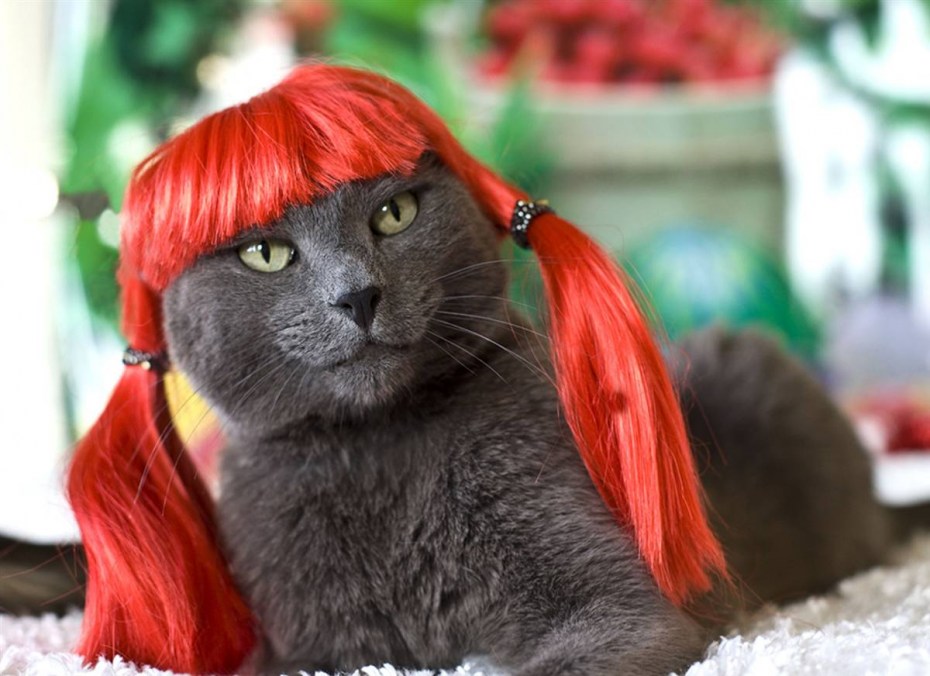 Кот в форме