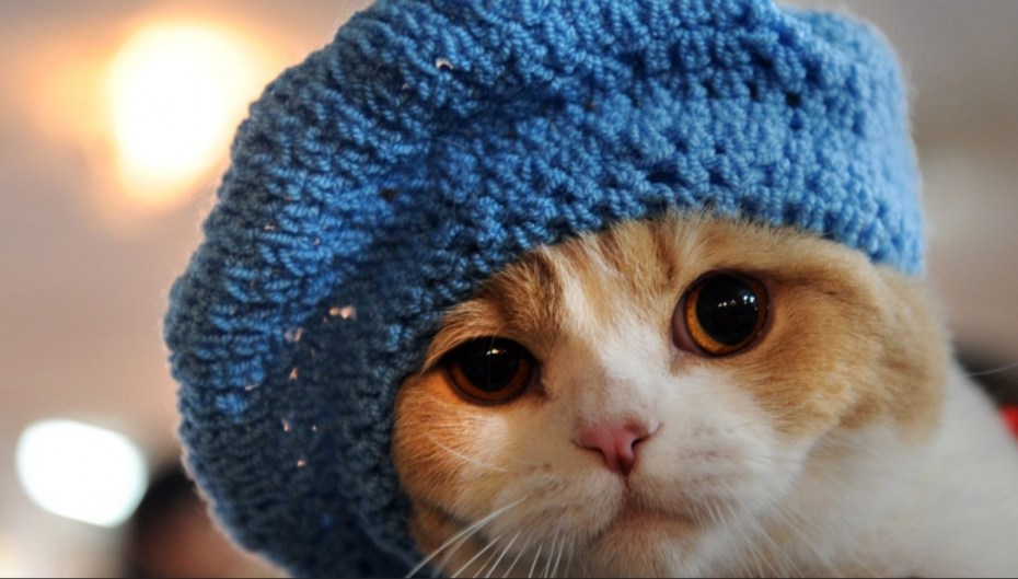 Костюмы для котов