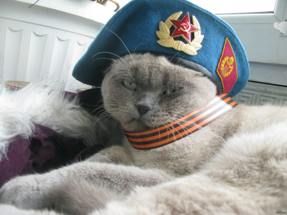 Кот в тельняшке ВДВ