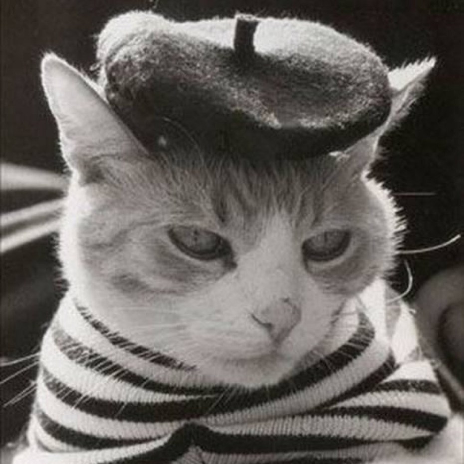 Кошка француженка